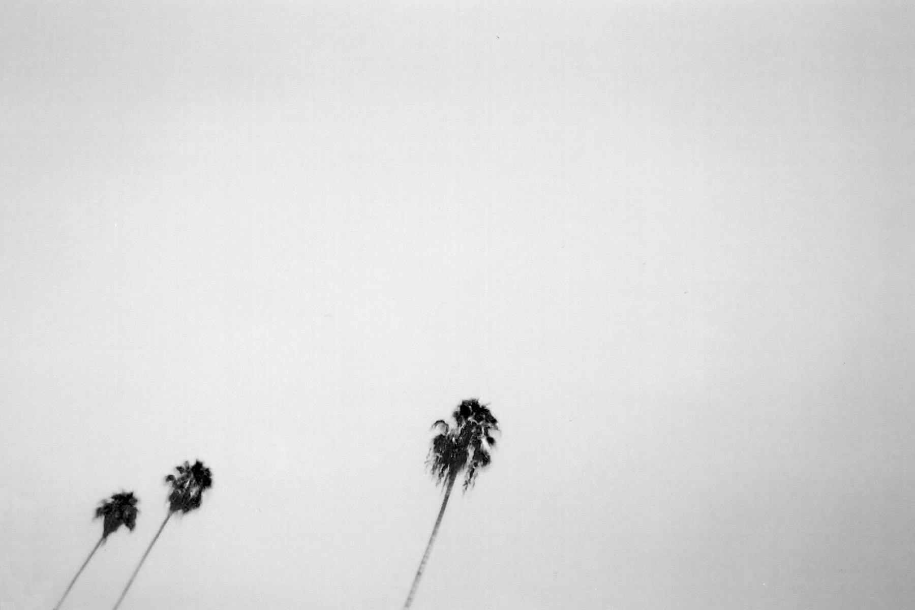 Palm-9_0002_3.jpg