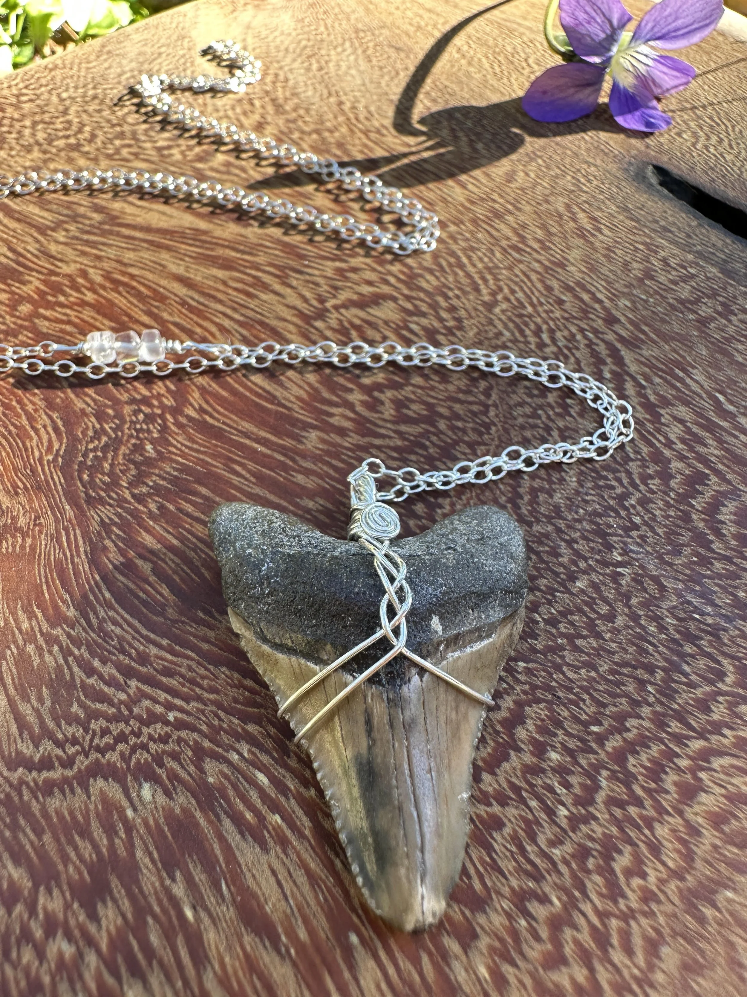 Magnificent Megalodon Fossil in Sterling Silver with Rose Quartz