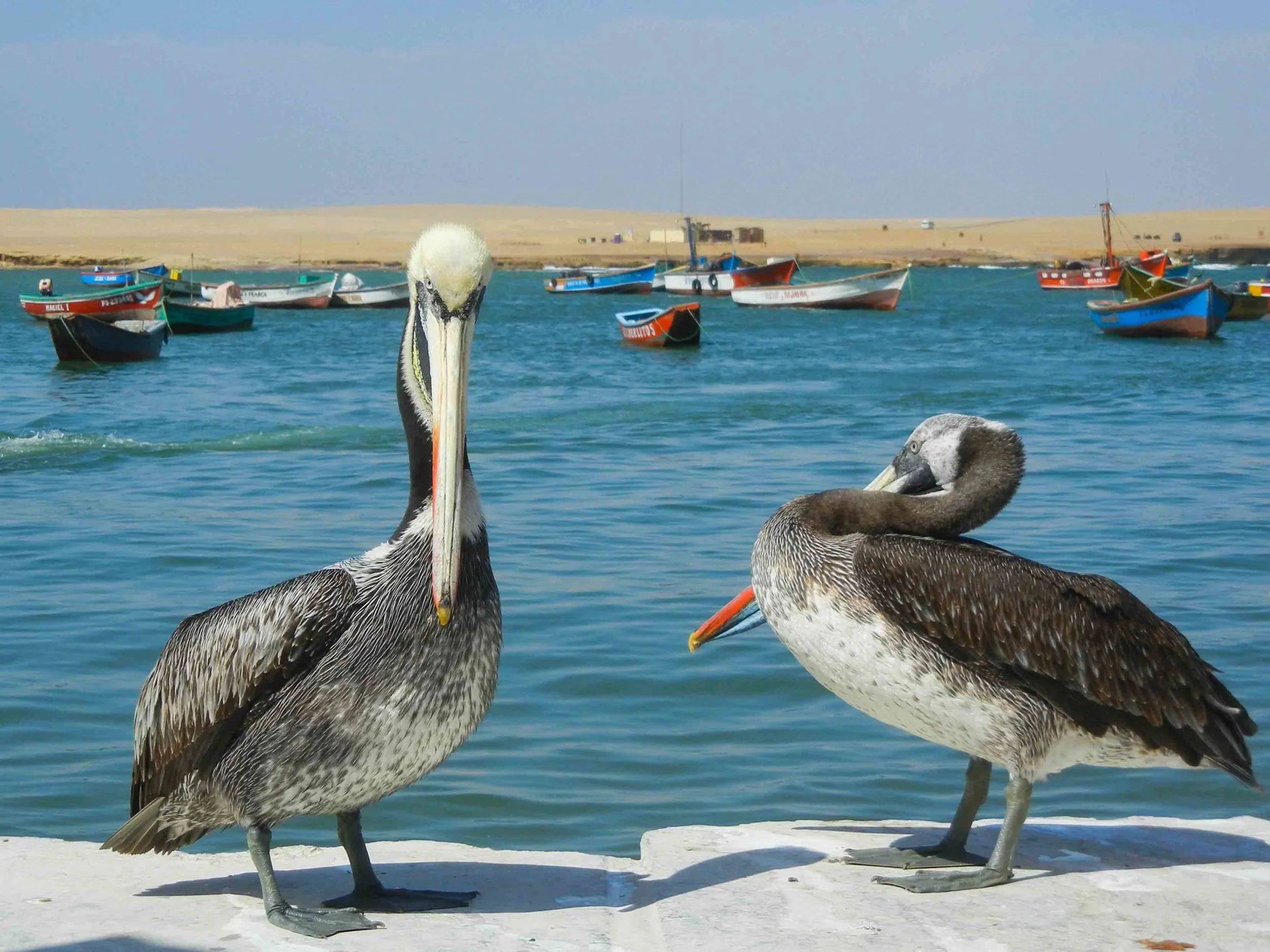 2015_11_S_LimaParacasHuacachina-26.jpg