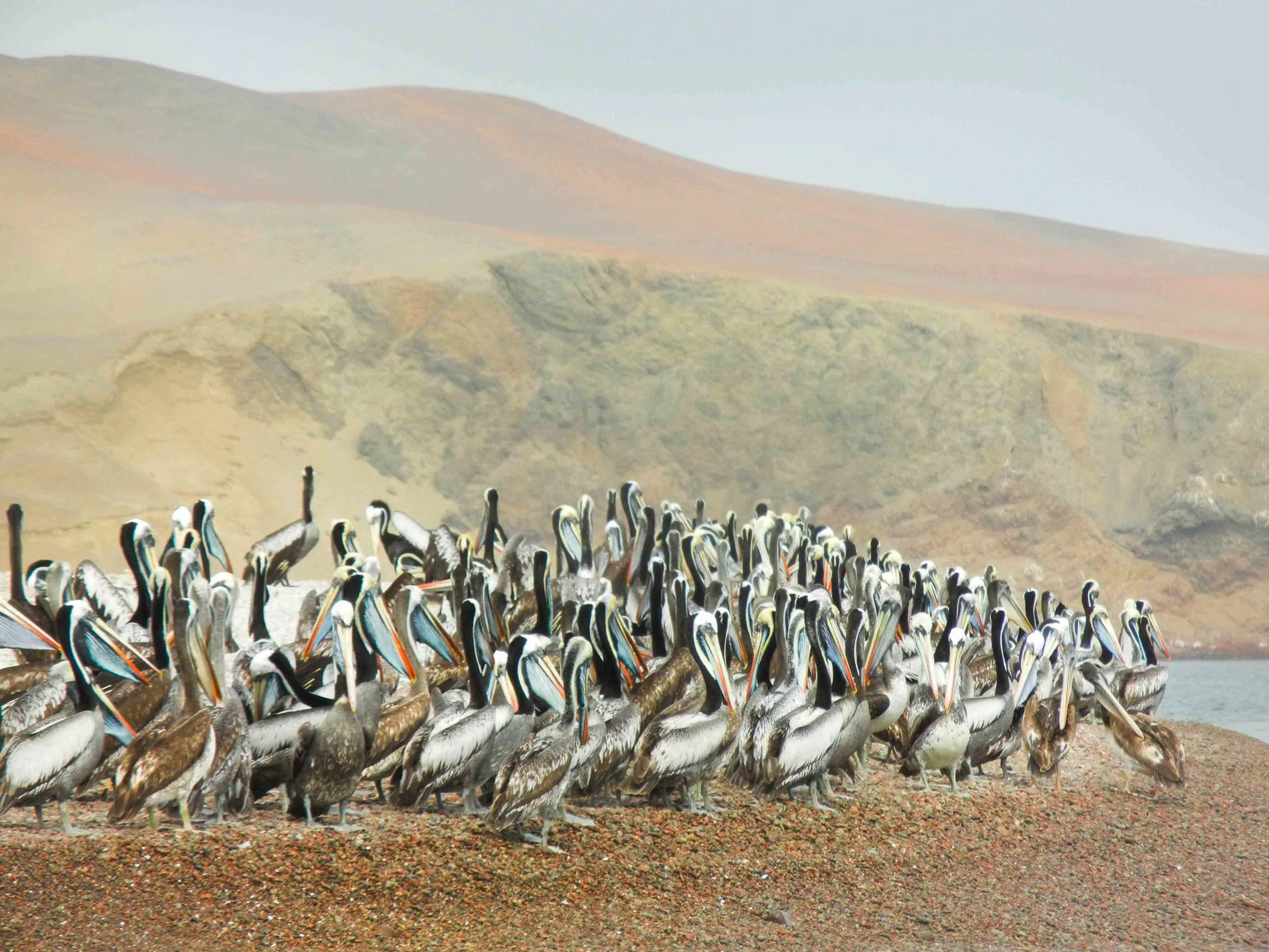 2015_11_S_LimaParacasHuacachina-52.jpg