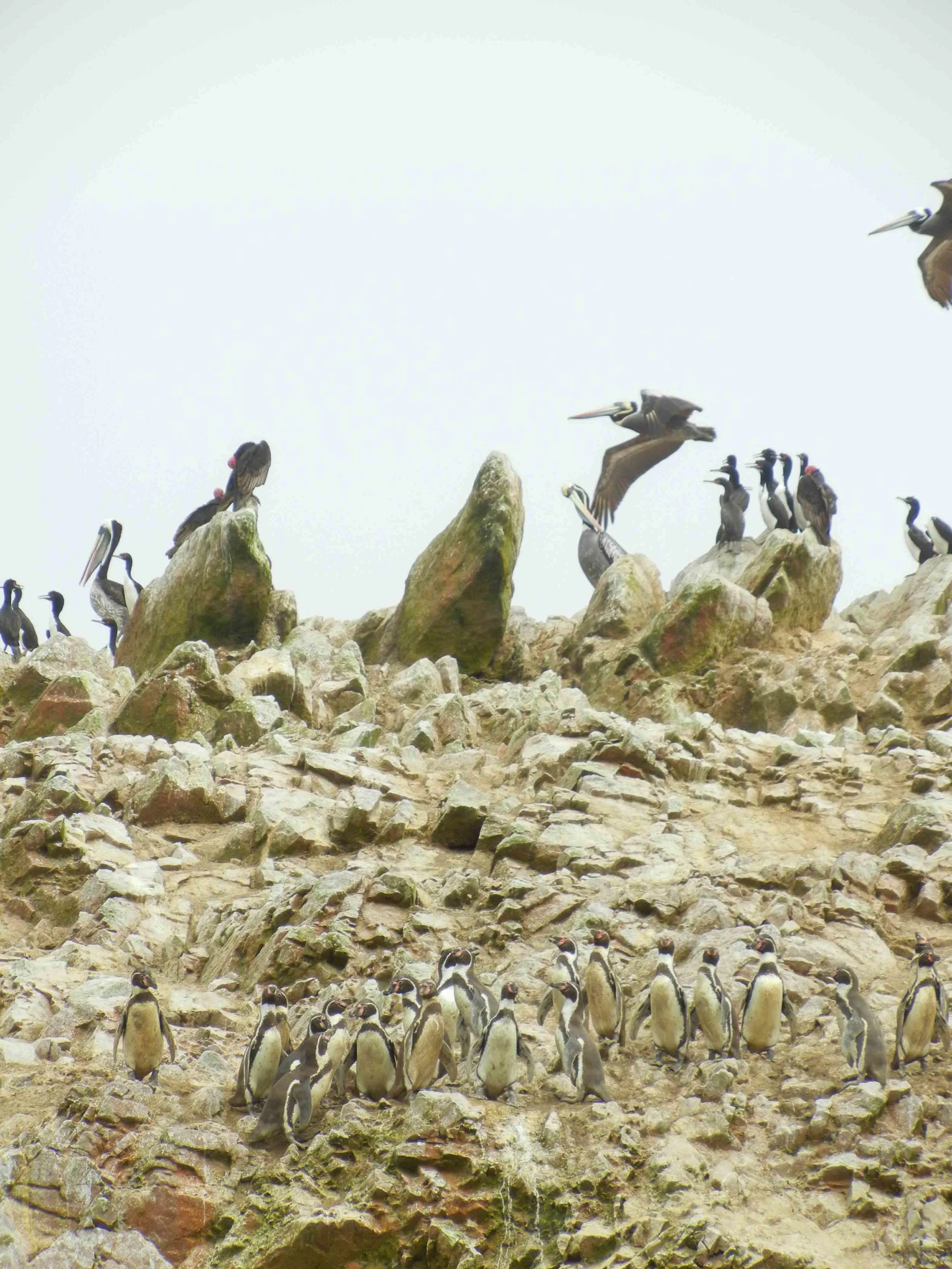 2015_11_S_LimaParacasHuacachina-46.jpg