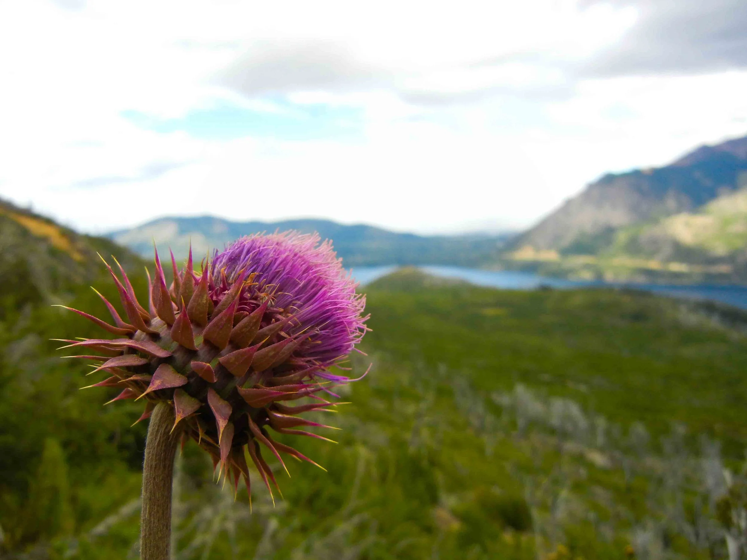 2016_1_s_Lake District chile argentina-55.jpg