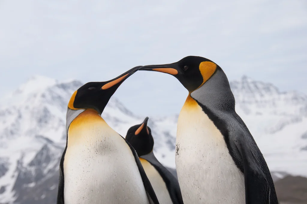 001AdelineHeymann_SouthGeorgia_1-30-2016_wildlife5-10.jpg
