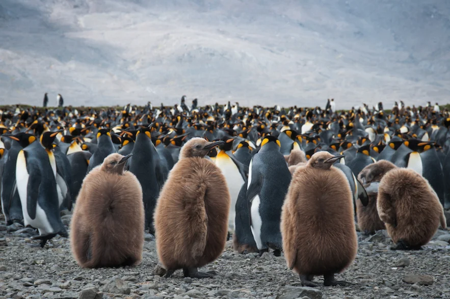 001AdelineHeymann_SouthGeorgia_1-30-2016_wildlife5-20.jpg