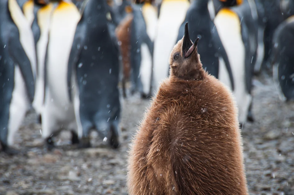 011AdelineHeymann_SouthGeorgia_1-30-2016_wildlife5-14.jpg