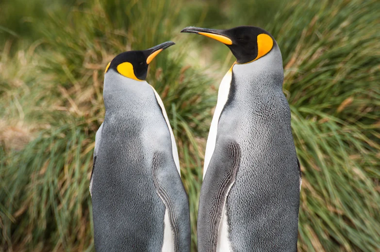 020AdelineHeymann_SouthGeorgia_1-30-2016_wildlife5-30.jpg