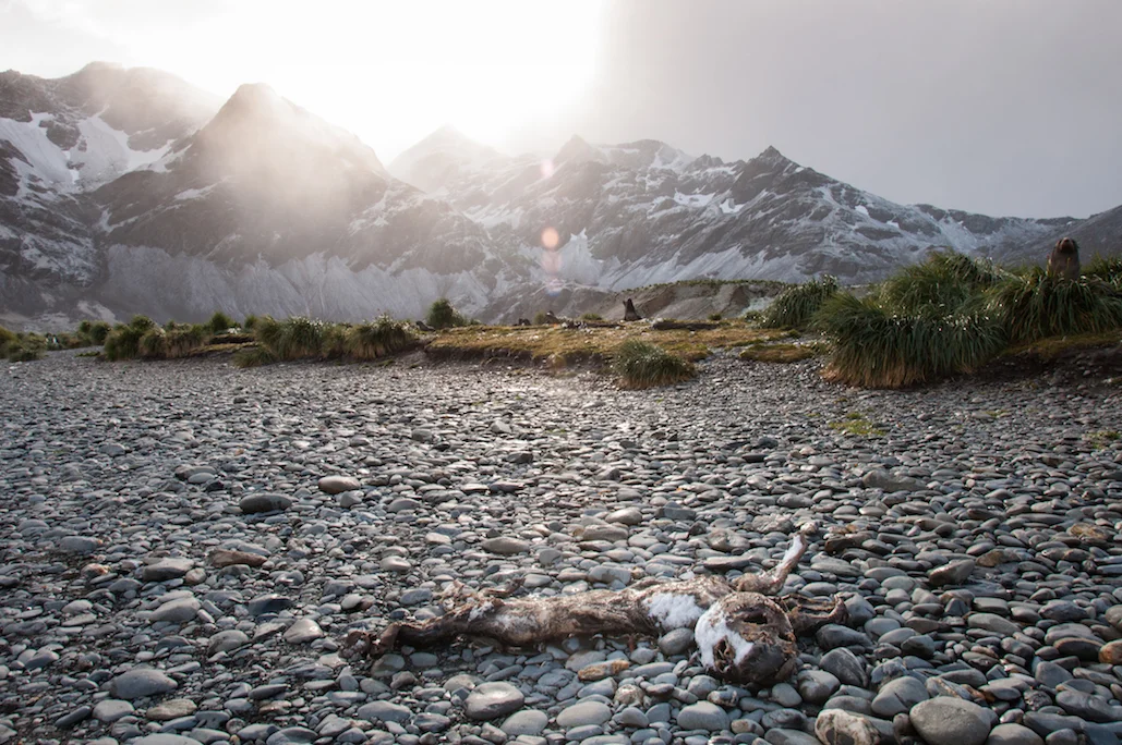 090AdelineHeymann_SouthGeorgia_1-30-2016_wildlife5-4.jpg