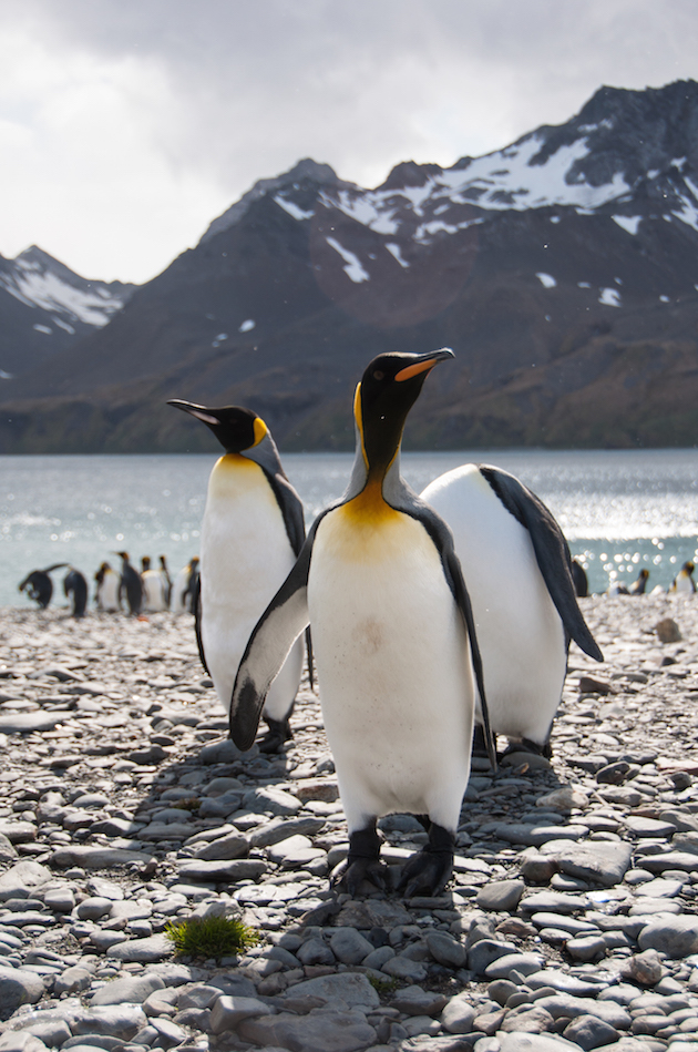 AdelineHeymann_SouthGeorgia_1-30-2016_wildlife5-28.jpg