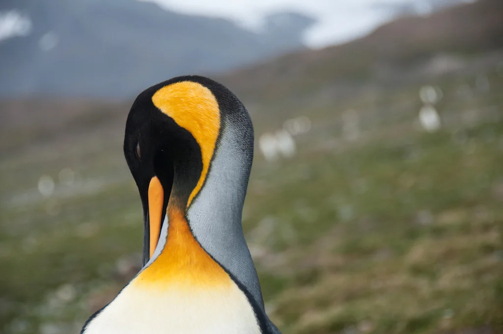AdelineHeymann_SouthGeorgia_1-30-2016_wildlife5-0114.jpg