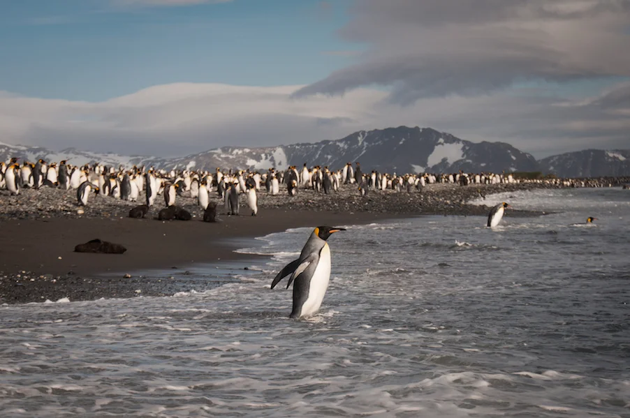 AdelineHeymann_SouthGeorgia_1-30-2016_wildlife5-0225.jpg