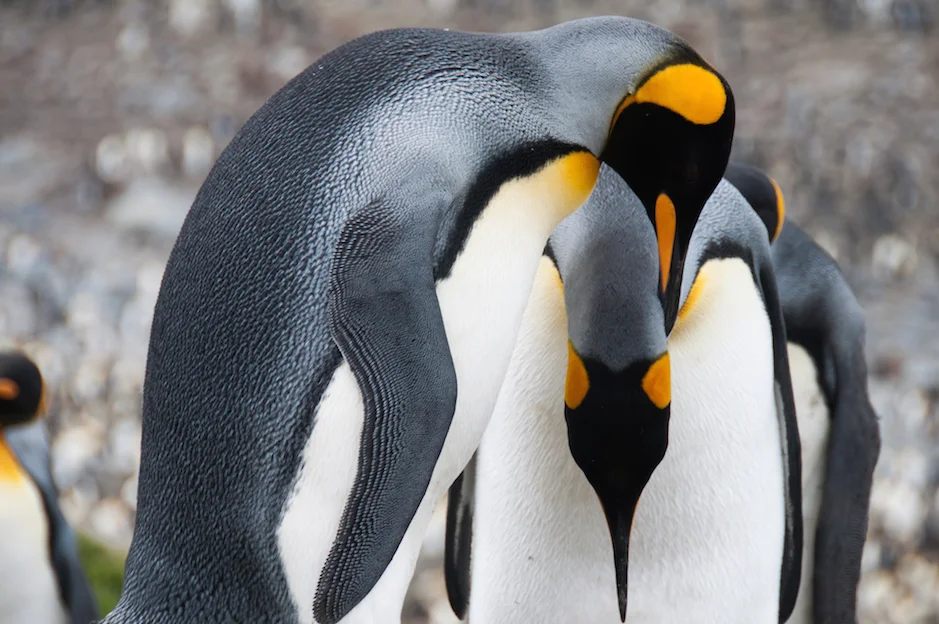 AdelineHeymann_SouthGeorgia_1-30-2016_wildlife5-0322.jpg