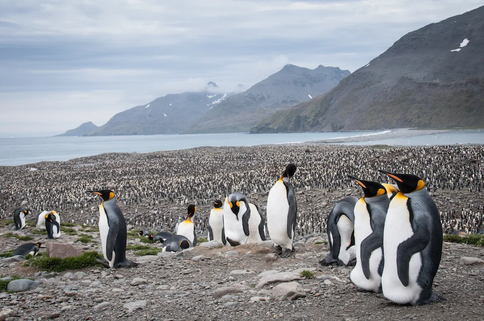 AdelineHeymann_SouthGeorgia_1-30-2016_wildlife5-0336.jpg