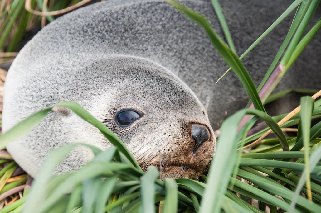 AdelineHeymann_SouthGeorgia_1-30-2016_wildlife5-0480.jpg