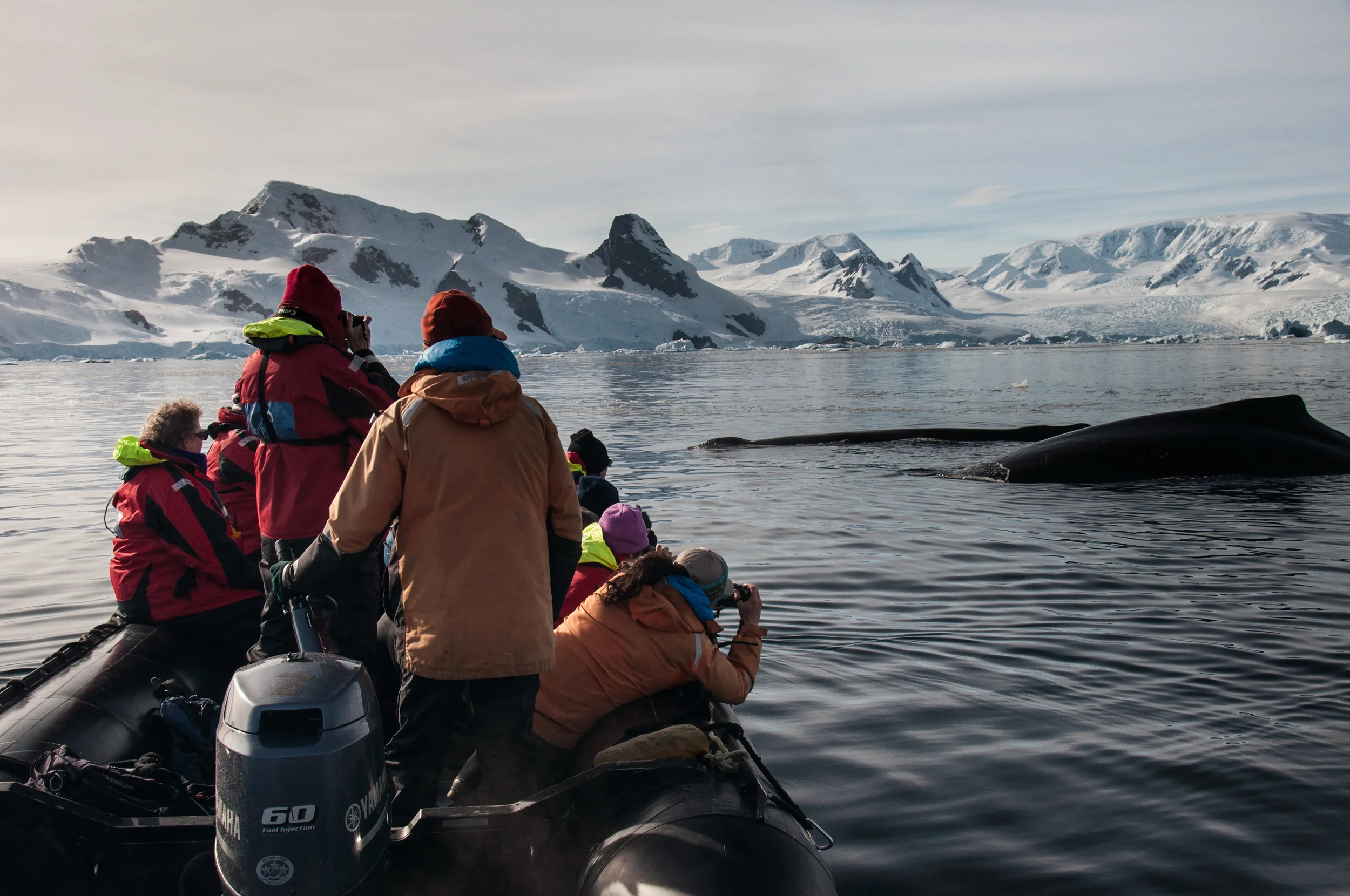 040adelineheymann_Antarctica2_day3-zodiac_whales_0079.jpg