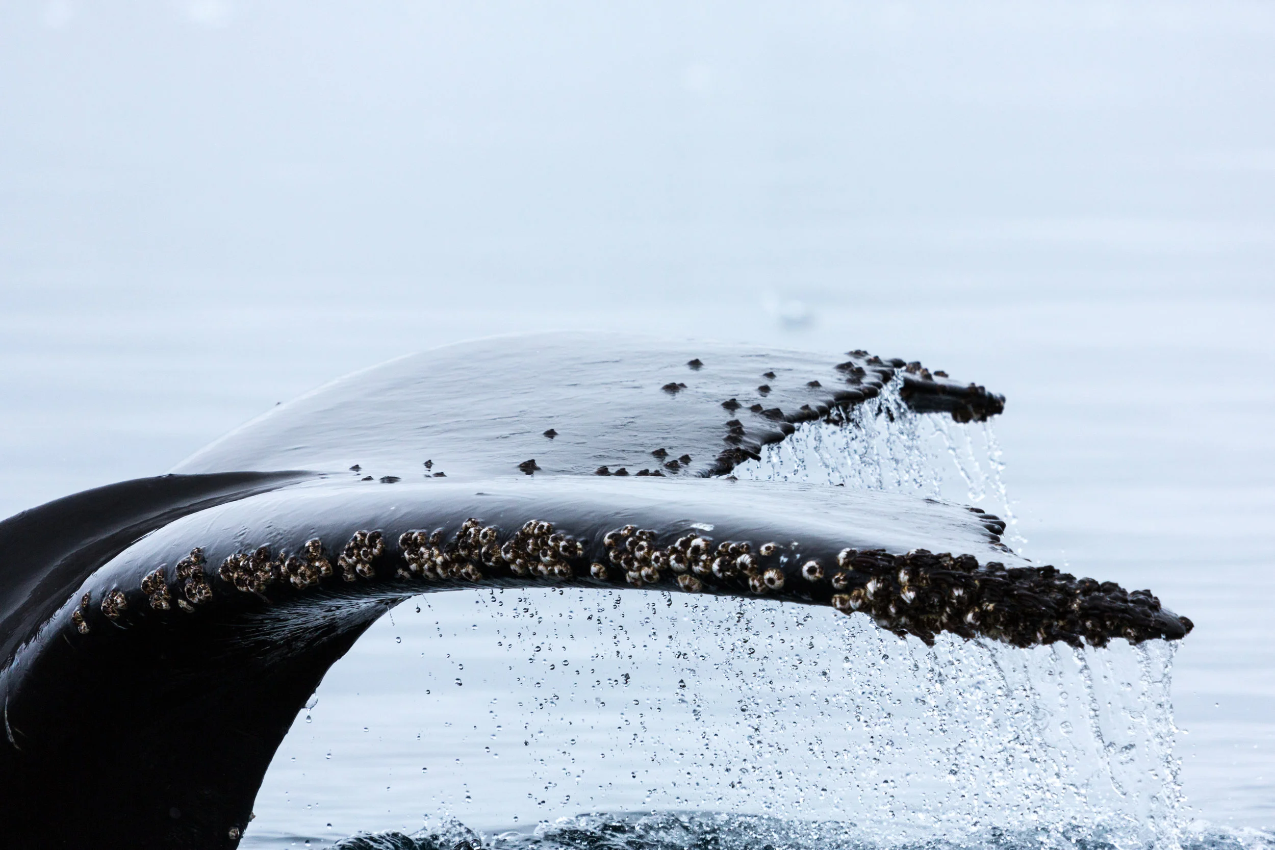 34AdelineHeymann_ANT_17-18_Ioffe_Voy10_WilhelminaBay_HumpbackWhales-0454.jpg