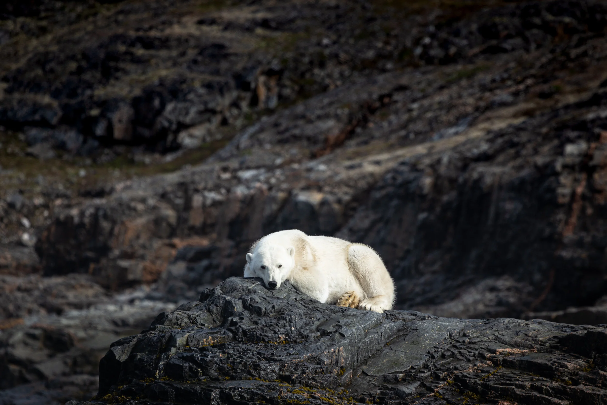 AdelineHeymann_RCGS_July2019_Bear-1.jpg