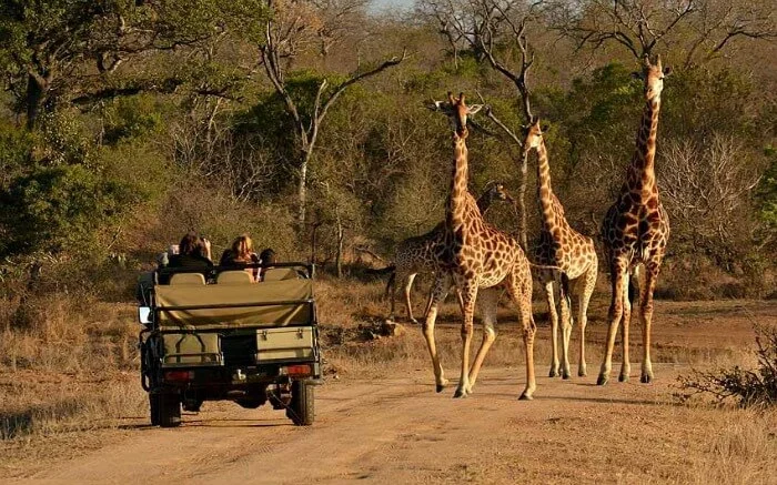 Travelers-taking-up-jeep-safari-in-Thornybush-Game-Reserve-in-Kruger-National-Park-ss22082017.jpg