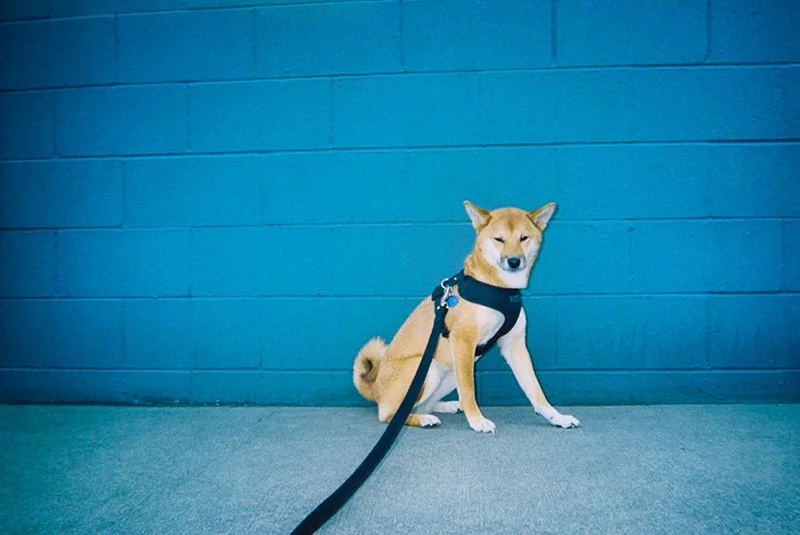38_lucia_via_film.jpg