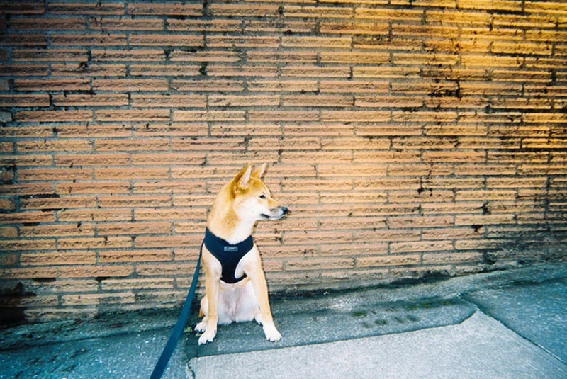 45_lucia_via_film.jpg