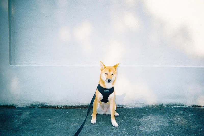 50_lucia_via_film.jpg