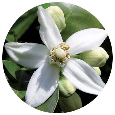 Neroli-o.jpg