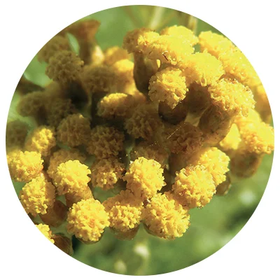 Immortelle-o.jpg