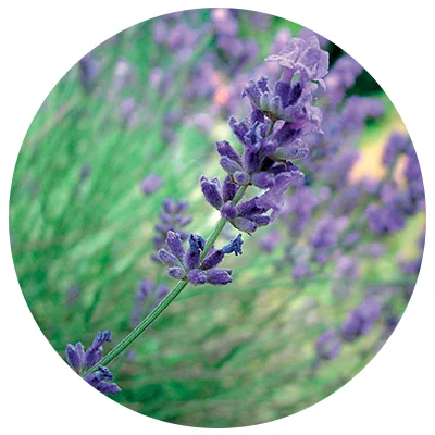 Lavendel Hochland-o.jpg