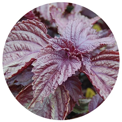 Shiso-o.jpg
