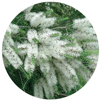 Teebaum-o.jpg