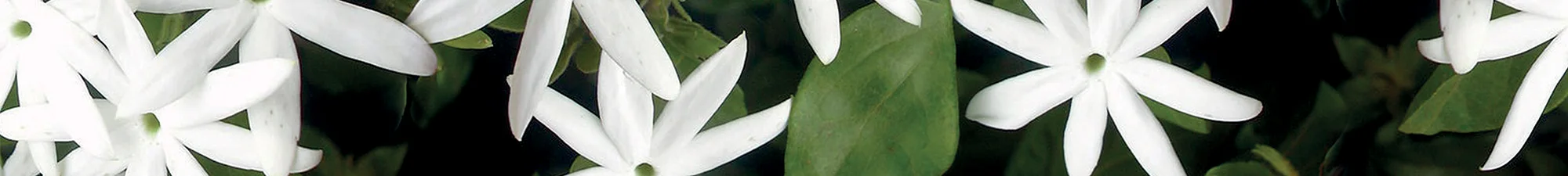 Lakshmi-Vata.jpg