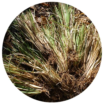 Vetiver-o.jpg