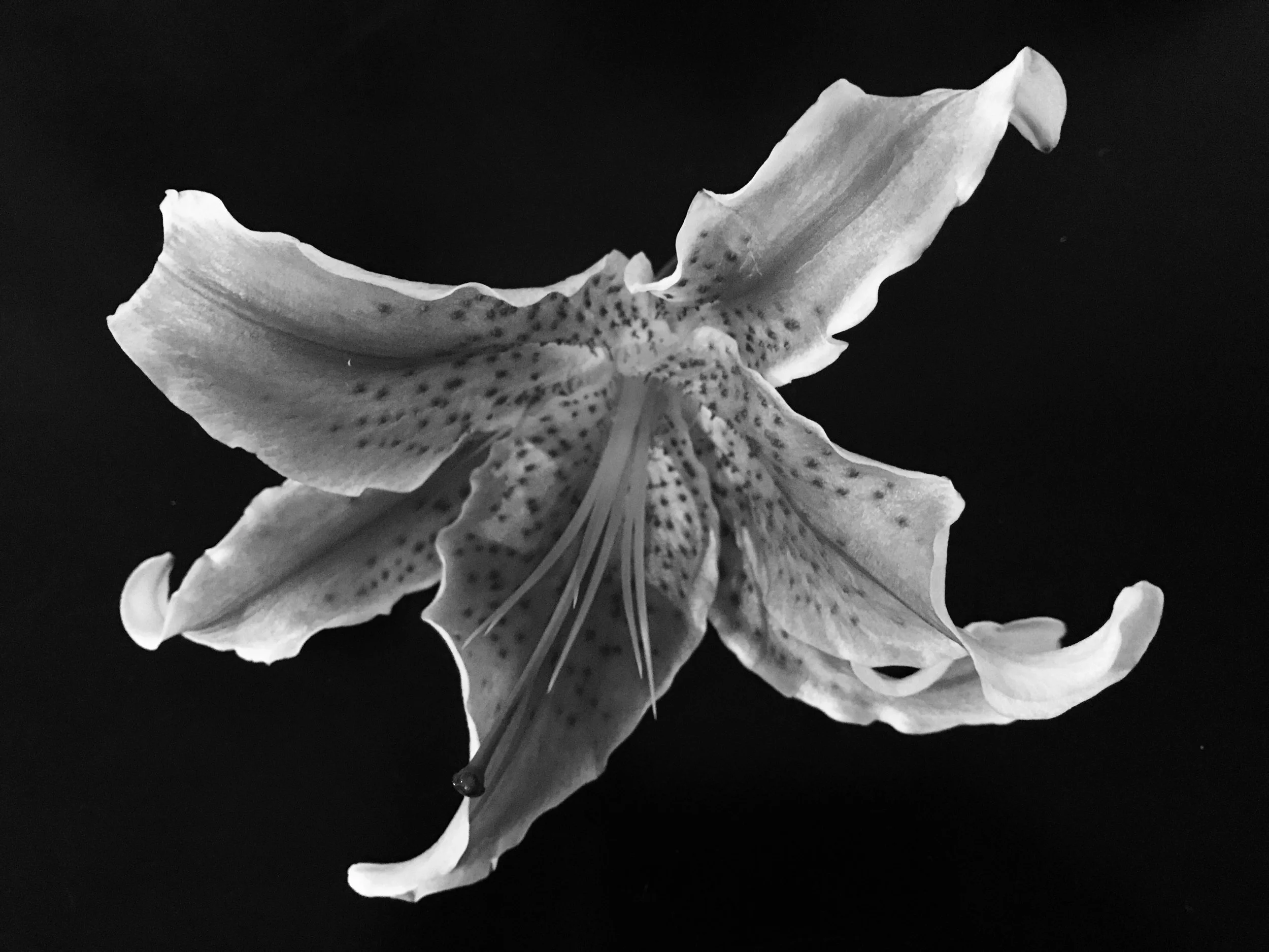 FullSizeRender-3.jpg
