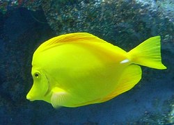 yellow-tang-585478__180.jpg