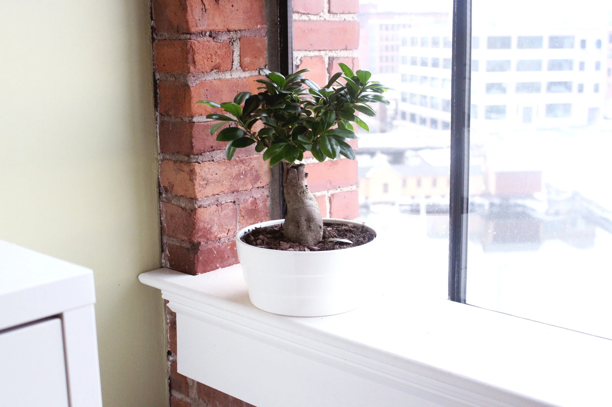 That's Judah, my Bonsai plant. He doesn't take walks and I inhale his waste (what perfect pets are made of) 