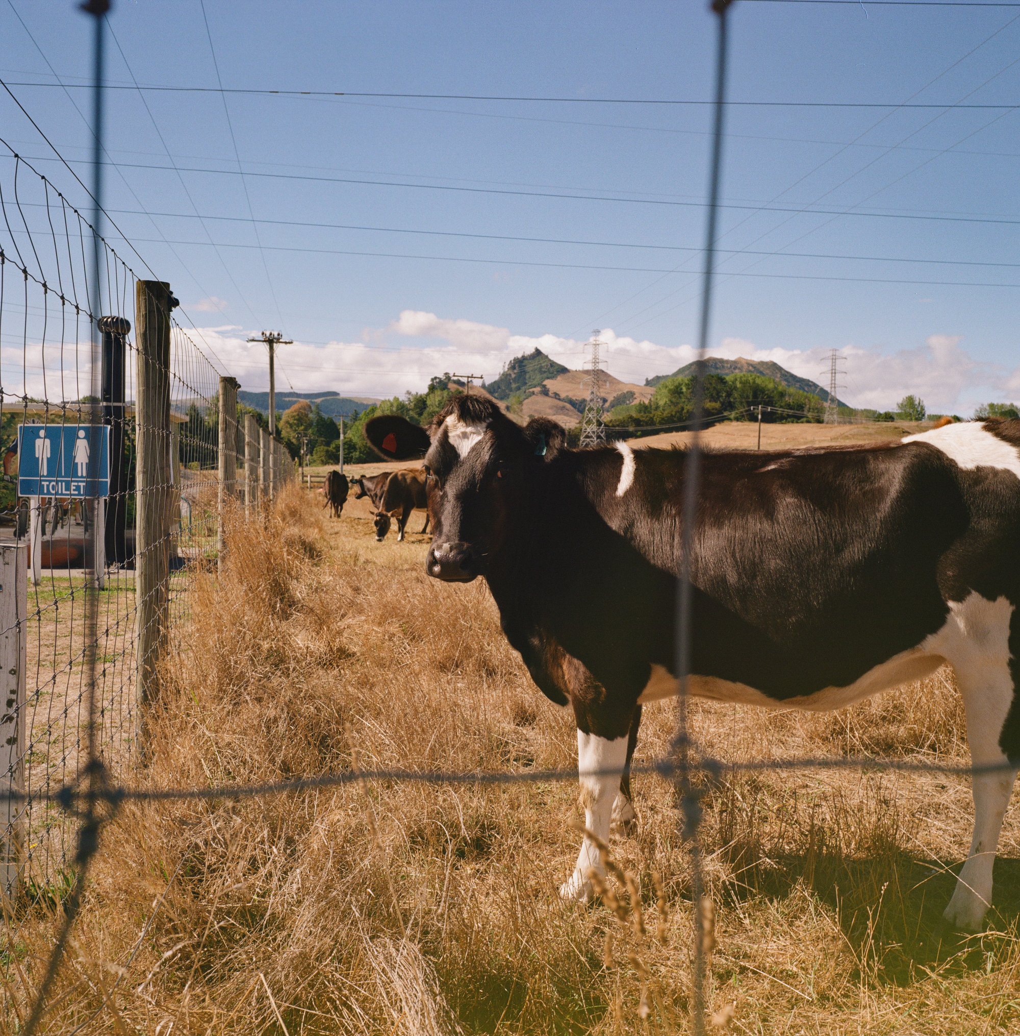 kodak_gold200-11.jpg
