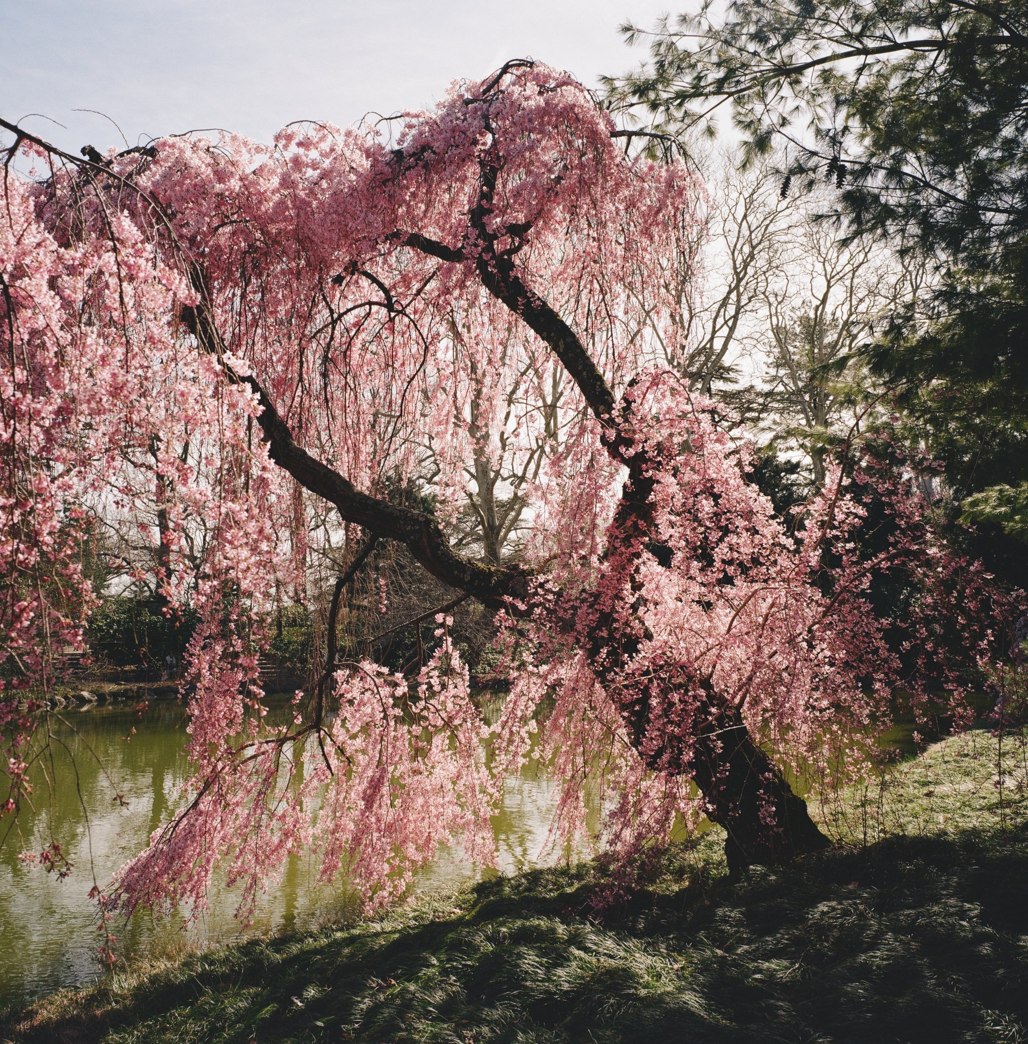 Botanical in Brooklyn #1