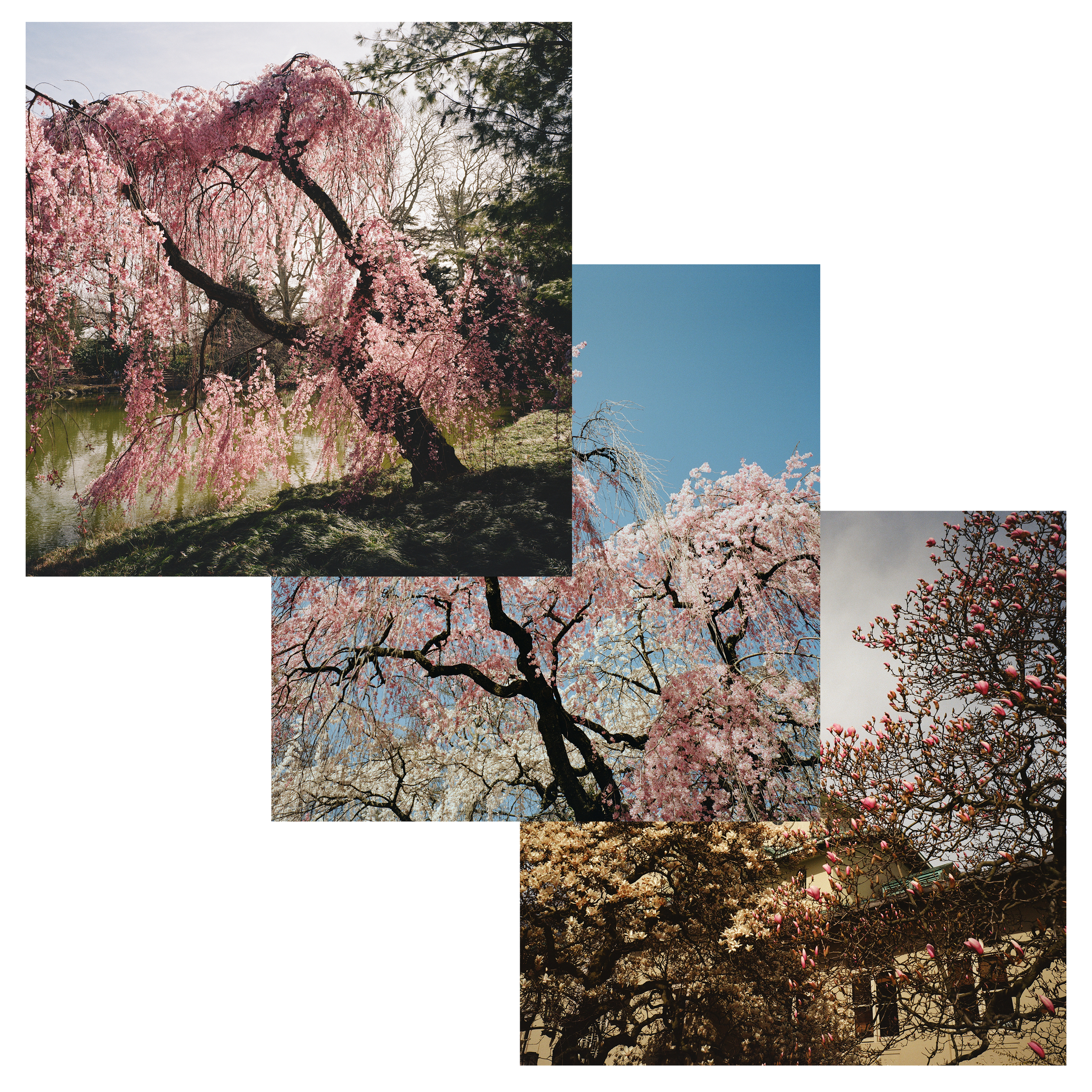 Botanical in Brooklyn - Set