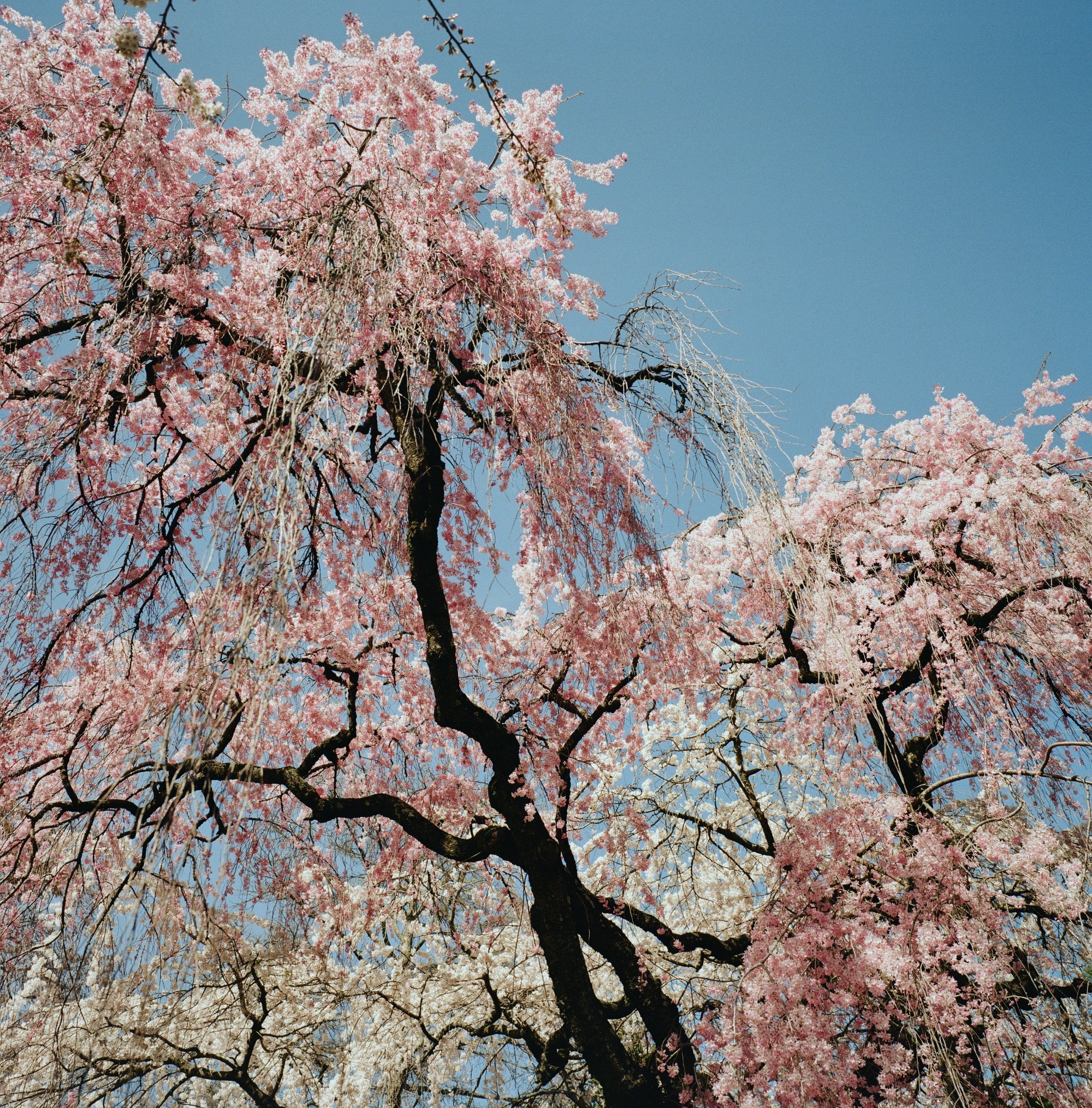 Botanical in Brooklyn #2