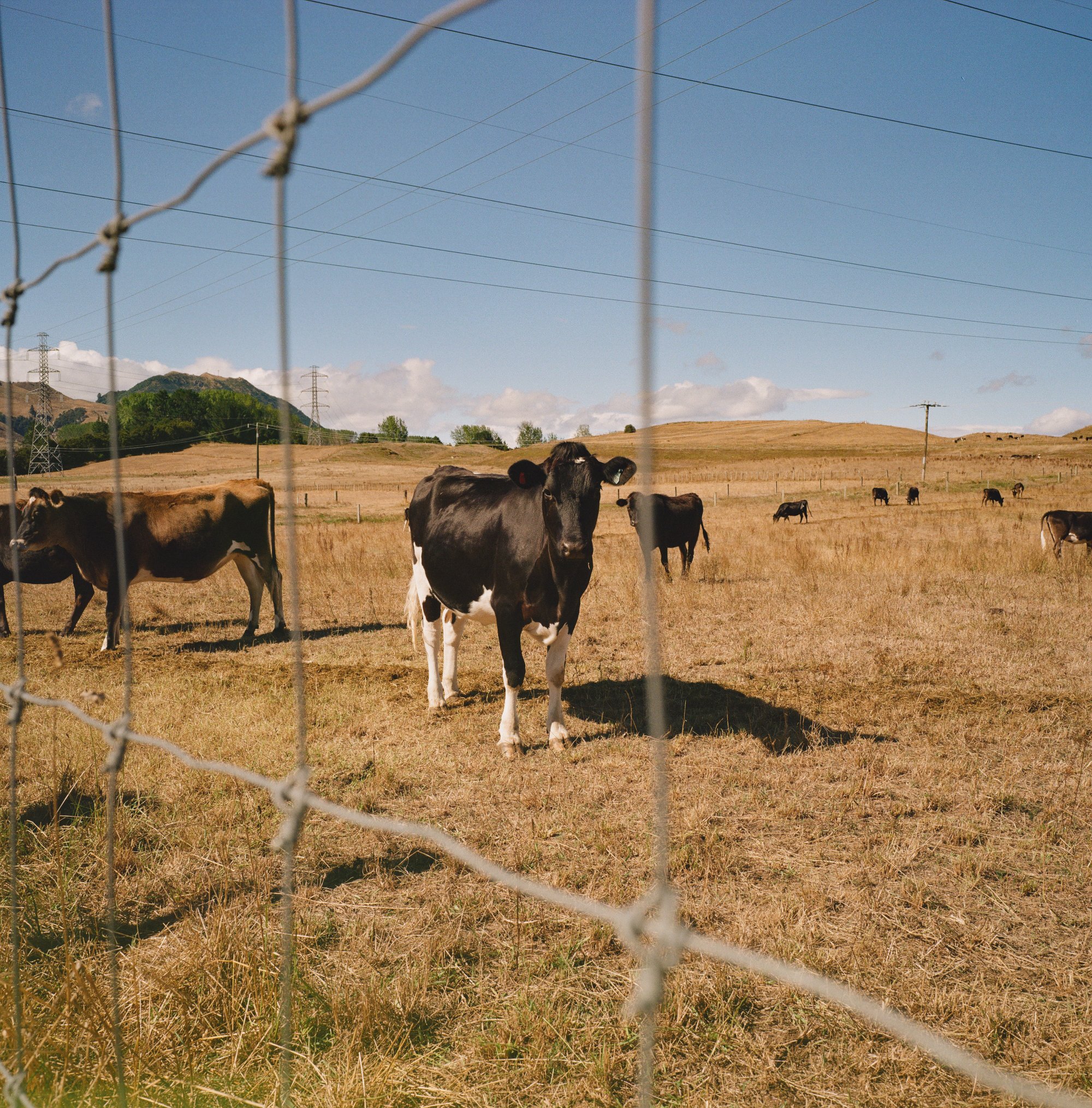 kodak_gold200-10.jpg