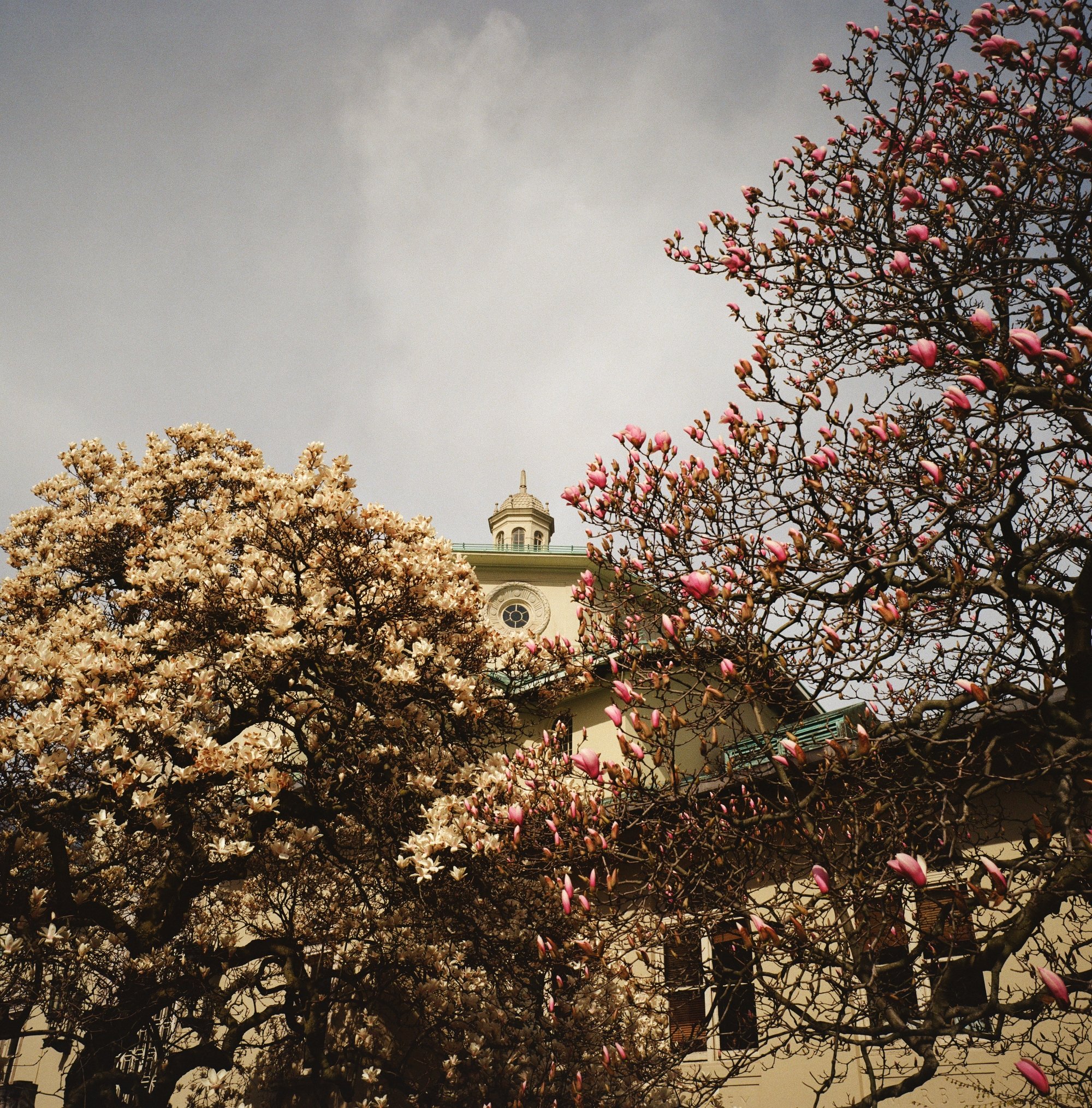 Botanical in Brooklyn #3