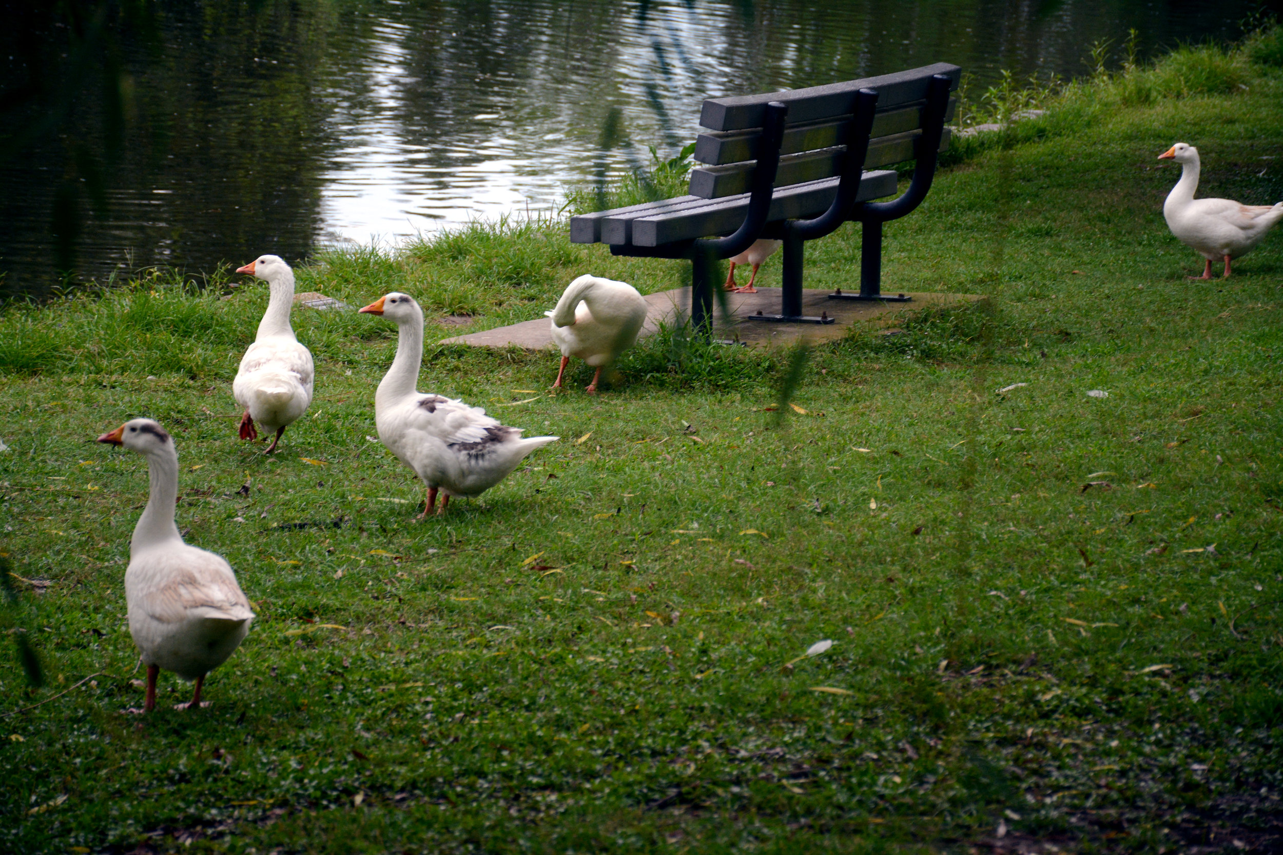 DSC_7355-ps3.jpg