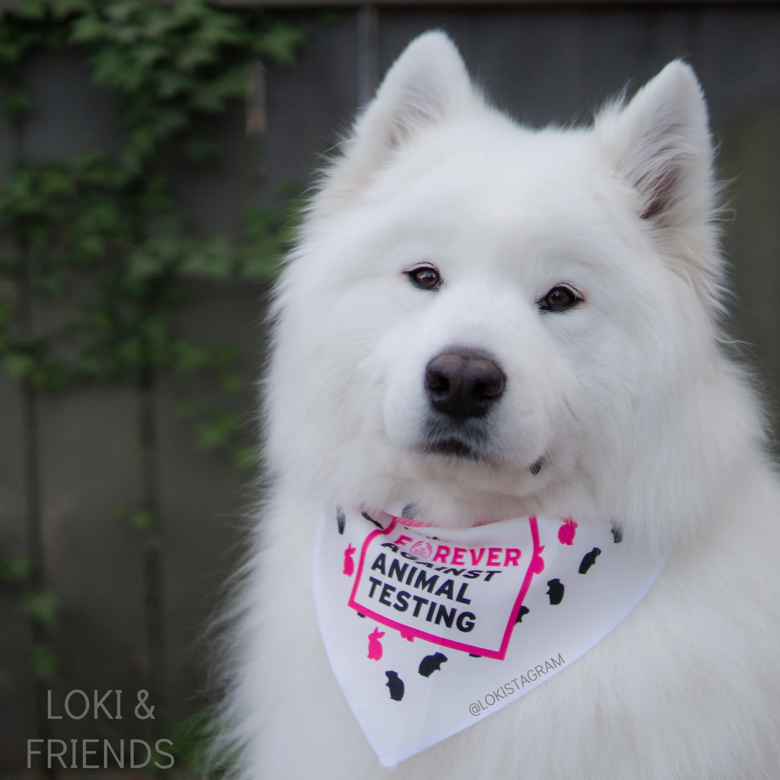 Are Dogs Used For Cosmetic Testing