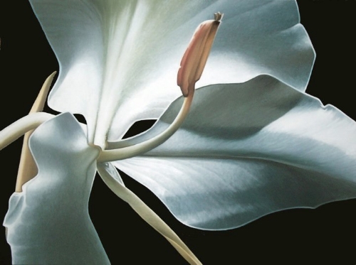 gingerlily 36x48 sold