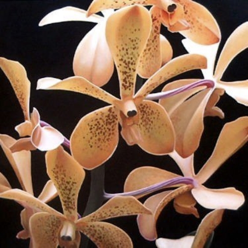 vanda 48x48 sold
