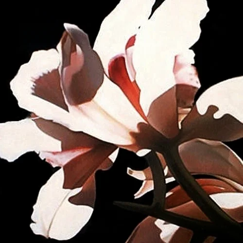 pink orchids in bright sunlight 48x48 sold