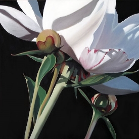 peony bud 18x18 oil on board $850