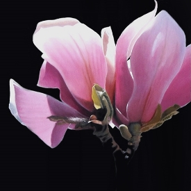 tulip tree blossom 18x18 oil on board $850