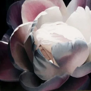 untitled peony 24x24 sold