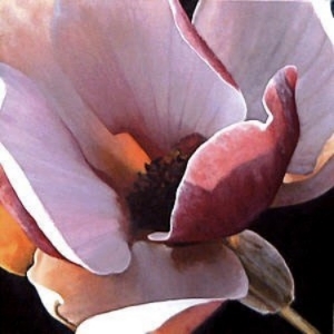 blossom of a tulip tree 24x24 sold