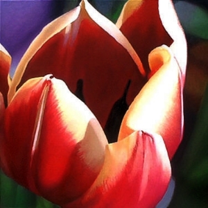 varigated tulip 24x24 sold